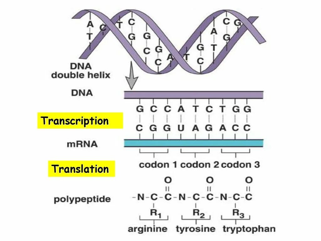 DNA Transcription. Транскрипция. Транскрипция ДНК. Translation DNA RNA. Dna перевод