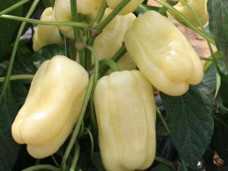 Белый хабанеро. Перец белый бык. Перец белый бык. Сноу вайт перец. Перец сладкий сноудон f1.