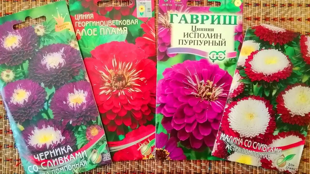Семена цинии замачивают перед посадкой