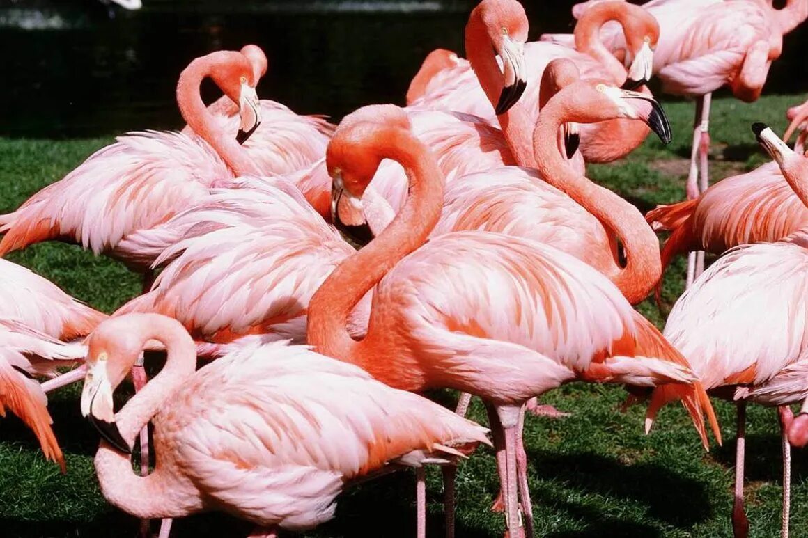 Розовый Фламинго. Обыкновенный Фламинго. Розовый Фламинго птица. Африканский Фламинго.