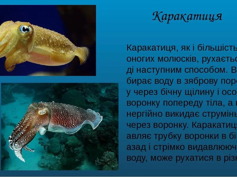 Краткое сообщение о каракатице. Форма тела каракатицы. Каракатица сообщение по биологии. Каракатица относится к классу.
