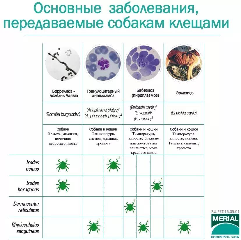 Эрлихиоз клещевой. Гранулоцитарный анаплазмоз собак.