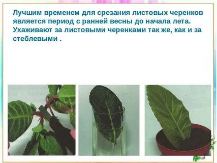 Листовые черенки растения