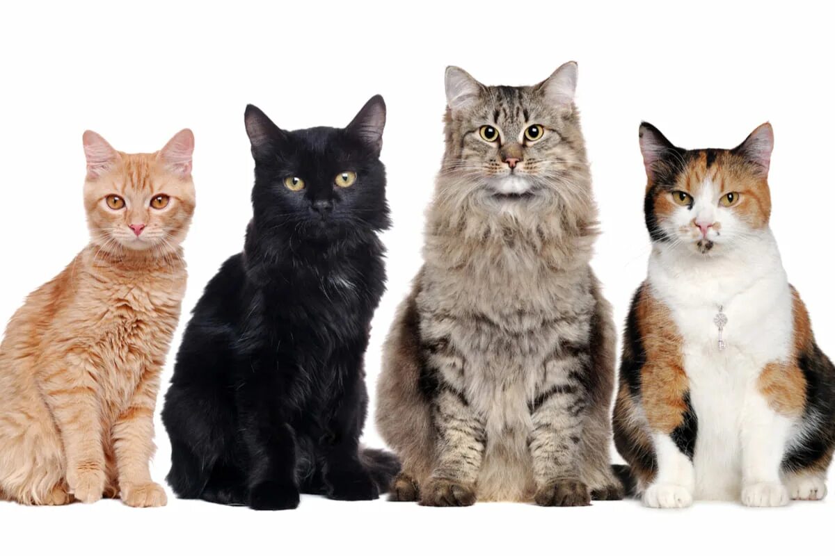 Некоторые кошки. Некоторые кошки
