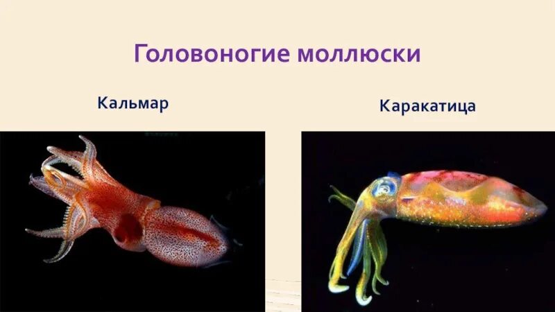 4 моллюски покров. Головоногие моллюски кальмар. кровеносный аппарат головоногих. класс головоногие строение. клкласс головонигие строение.