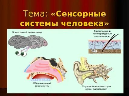 Сенсорные органы чувств