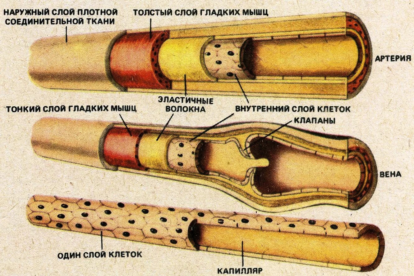 Строение стенок артерий вен капилляров. Строение стенки кровеносных сосудов. Строение сосудов артерия Вена капилляр. Строение стенки сосудов артерии вены капилляры. Виды кровеносных сосудов строение