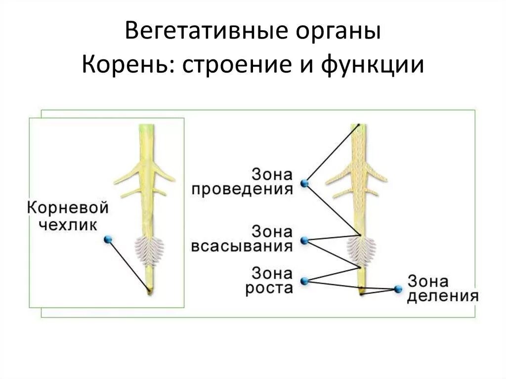 Какие функции выполняет зона всасывания