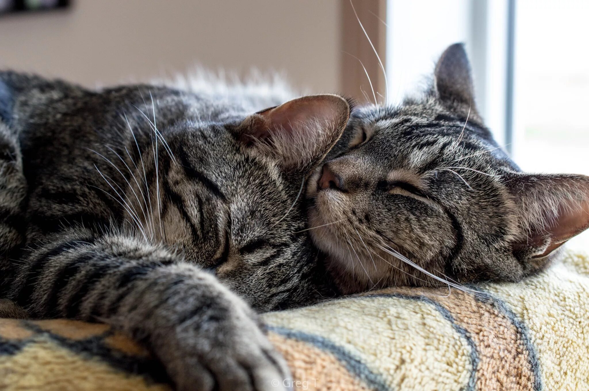 Кошечки любовь. Кошки любовь. Коты спят в обнимку. Котики обнимаются.