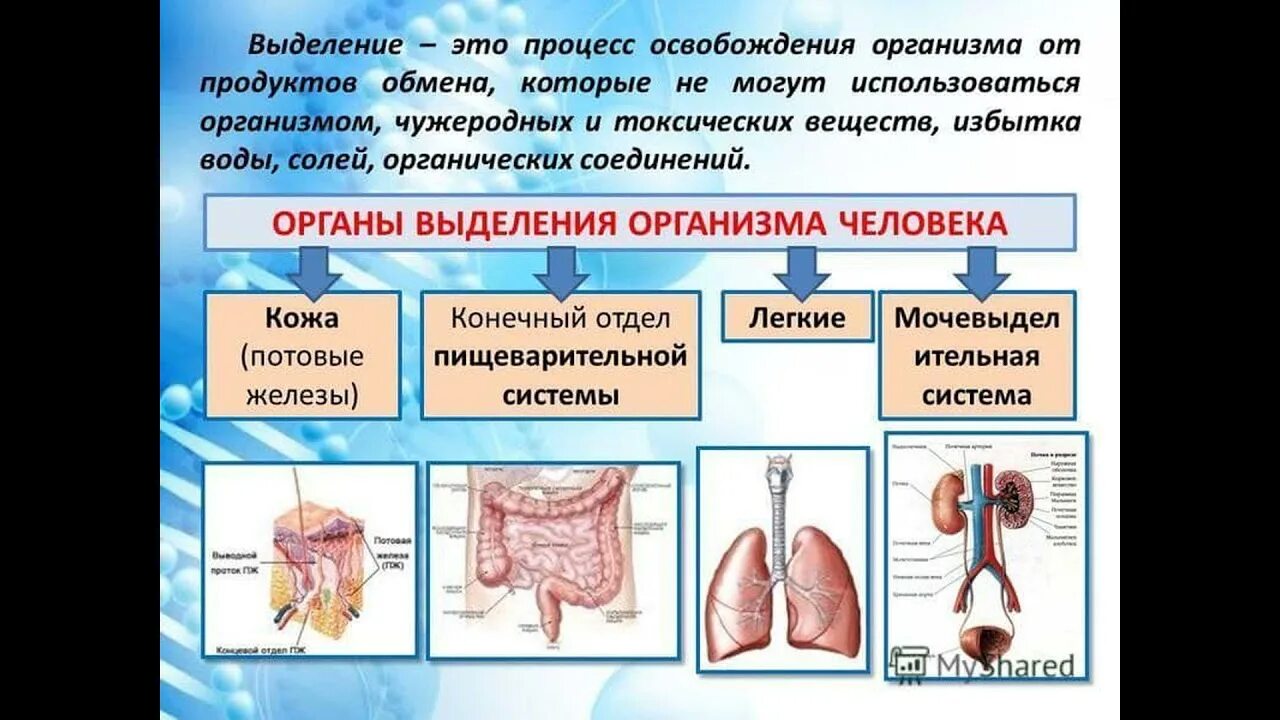 Функцию выделения в организме выполняют. Система органов выделения. выделительная система человека.