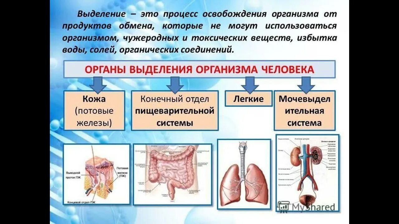 Система органов выделения. Выделение. Органы выделения..