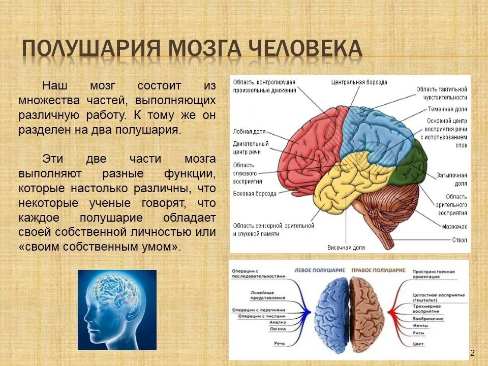 Большие полушария головного мозга функции и строение. Строение больших полушарий отделы. Части мозга. Отделы полушария головного мозга. Отделы доли больших полушарий мозга.