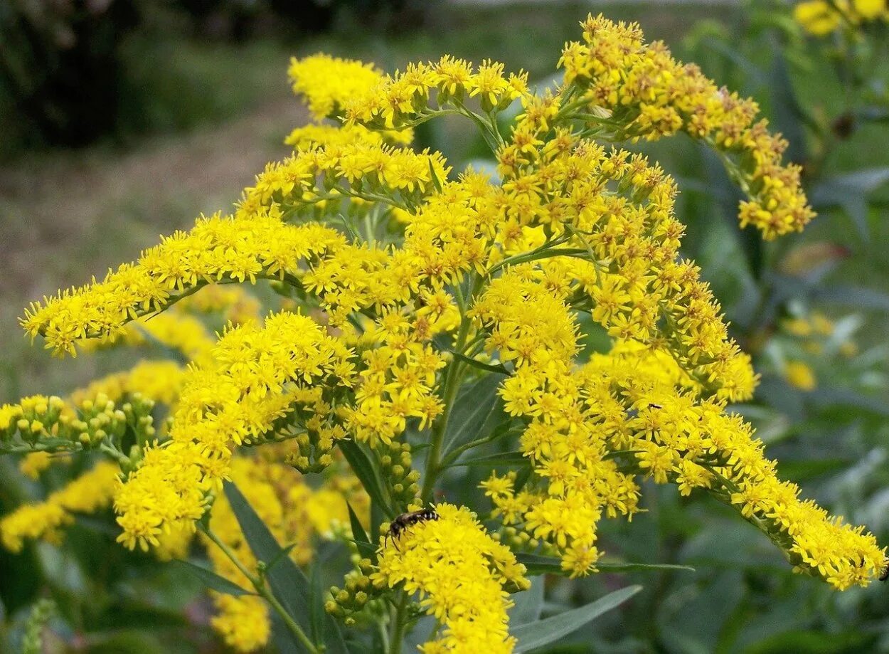 Солидаго, золотарник (solidago). Золотая розга (золотарник). Золотарник канадский (солидаго). Золотарник даурский (solidago dahurica). Золотарник солидаго.