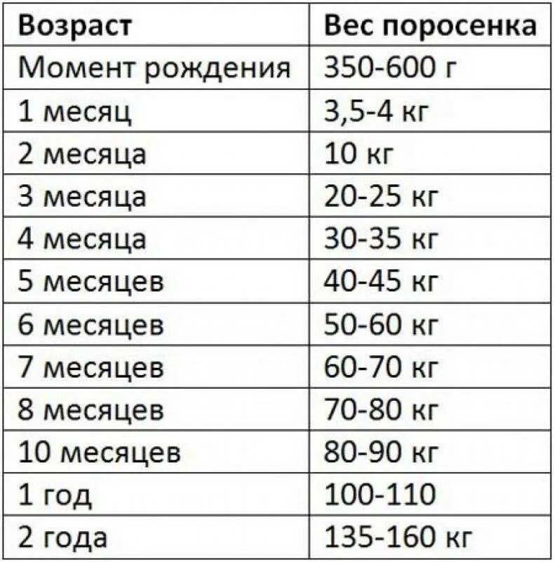 В 6 месяцев весит 6 кг. Вес вьетнамских поросят по месяцам таблица. Сколько весит поросенок в 8 месяцев. Сколько должен весить поросенок в 5 месяцев. Сколько должен весить поросенок в 3 месяца.