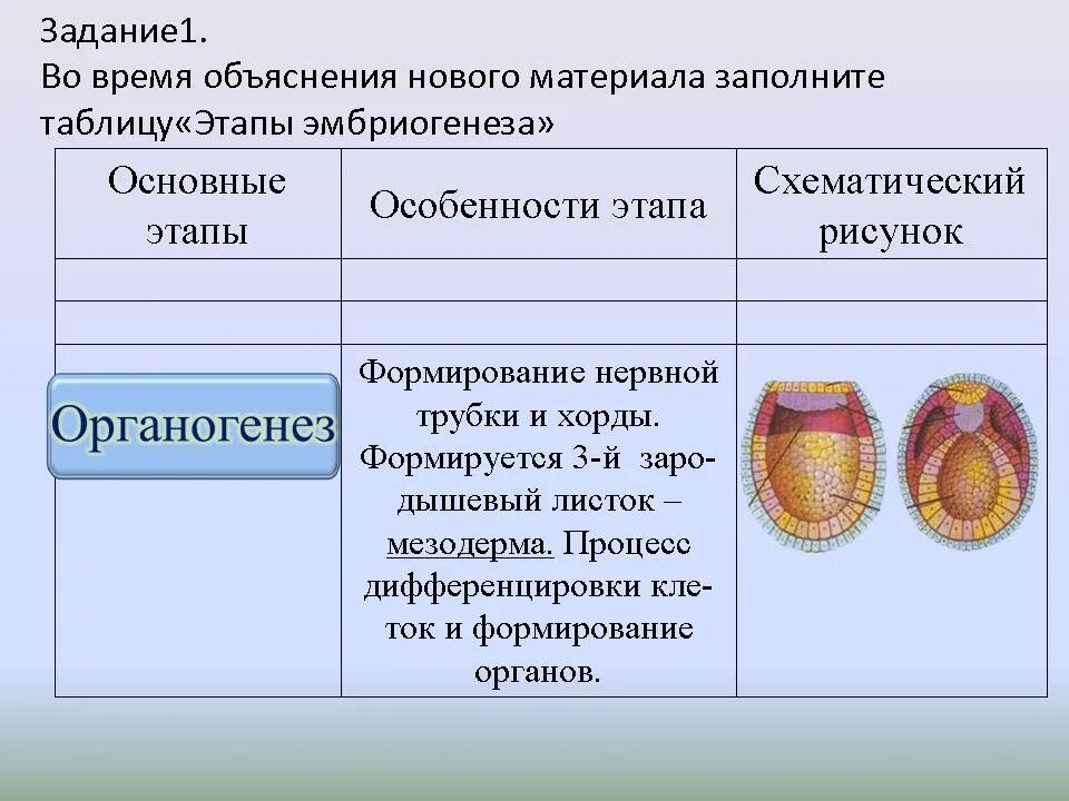 Работа по онтогенезу 10 класс. Стадии эмбрионального развития органогенез. Этапы эмбриогенеза органогенез. Таблица органогенез зародышевые листки. Образование зародышевых листков гистогенез.