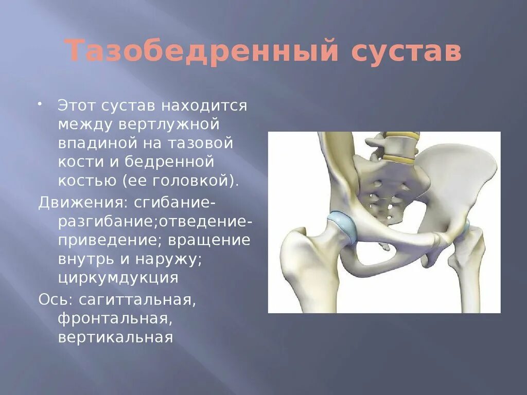 Кости таза строение соединение. Тазобедренный сустав ямке вертлужной впадины анатомия. Вертлужная впадина анатомия. Вертлужная впадина тазобедренного сустава. Сгибание тазобедренного сустава анатомия.