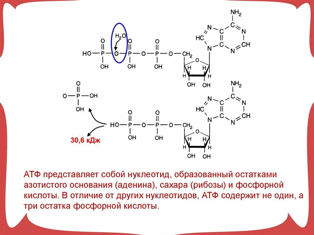 1 строение атф. АТФ фосфорная кислота. АТФ И другие нуклеотиды витамины 10 класс. Остаток фосфорной кислоты АТФ. АТФ аденозинтрифосфорная кислота.