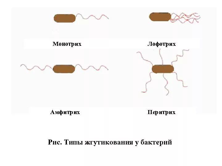 Лофотрихи. Жгутики микроорганизмов перитрихи. Монотрихи-бактерии. Монотрихи перитрихи. Лофотрихи амфитрихи.