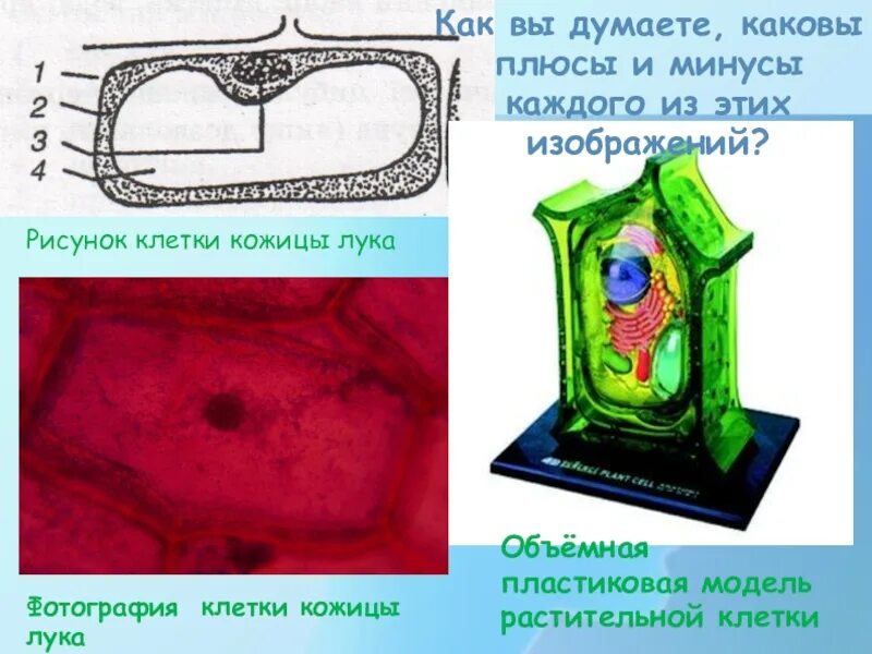 Рисунок модели клетки. Модель растительной клетки. Рисунок растительной клетки кожица.