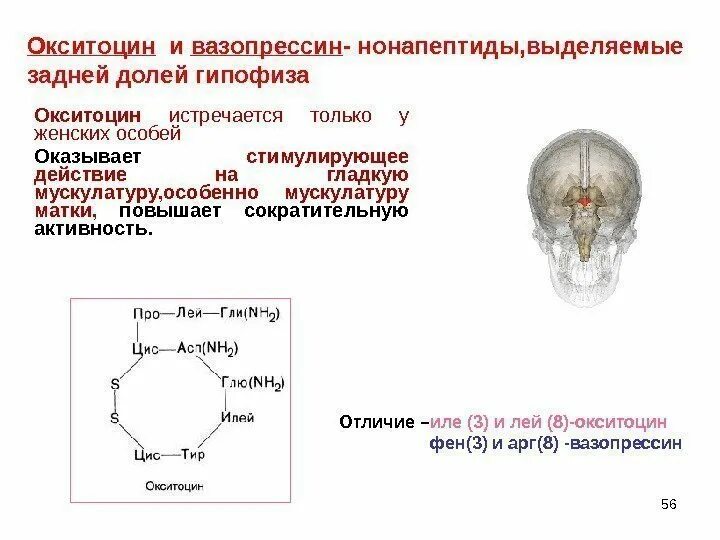 Химическая природа вазопрессина и окситоцина. Строение вазопрессина и окситоцина. Вазопрессин и окситоцин структура. Окситоцин структура и функции.