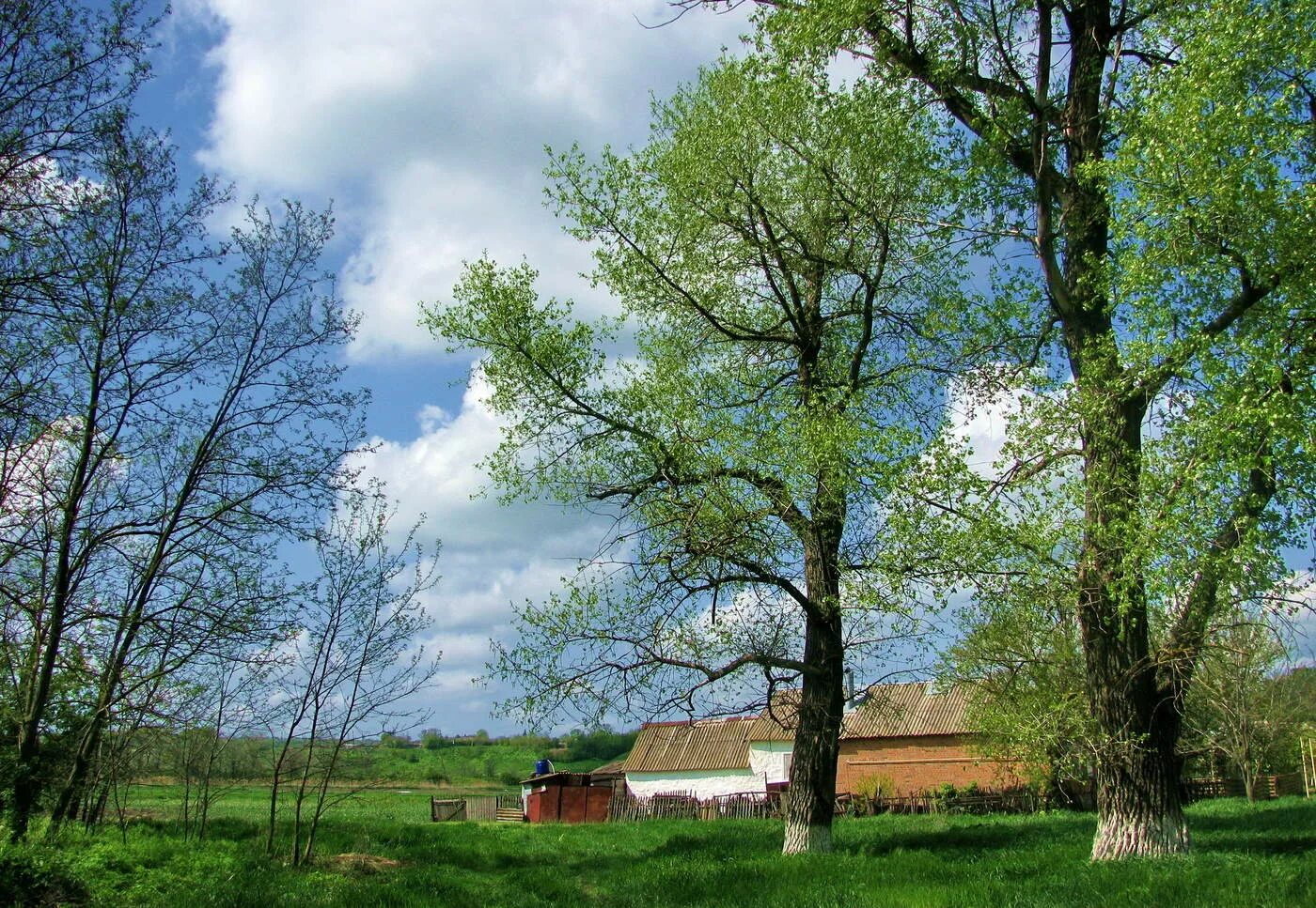 Село зелени. Майские зеленые деревья. Майская зелень. Луга молодые деревья. Дерево картинка.