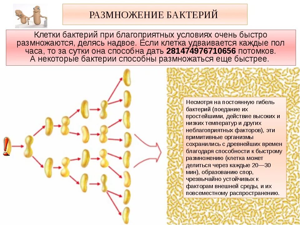 Как изменится количество живых клеток бактерий. Размножение бактерий бактерий 5 класс биология. Размножение бактерий при благоприятных условиях. Размножение патогенных микроорганизмов. Благоприятная среда для размножения бактерий.