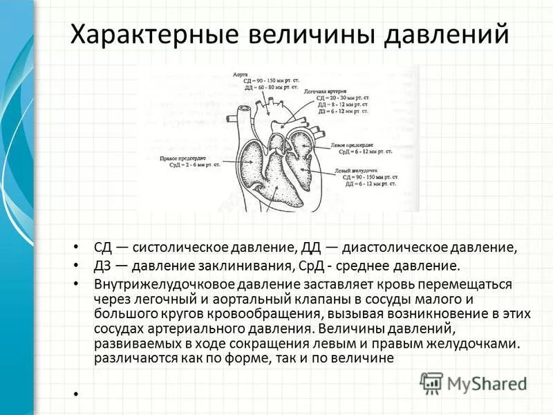Величина систолического давления в норме. Скорость течения крови в артериях. Систолическое давление в аорте. Систолическое давление в аорте. Систолическое давление в аорте.