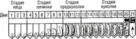 Стадии пчелы