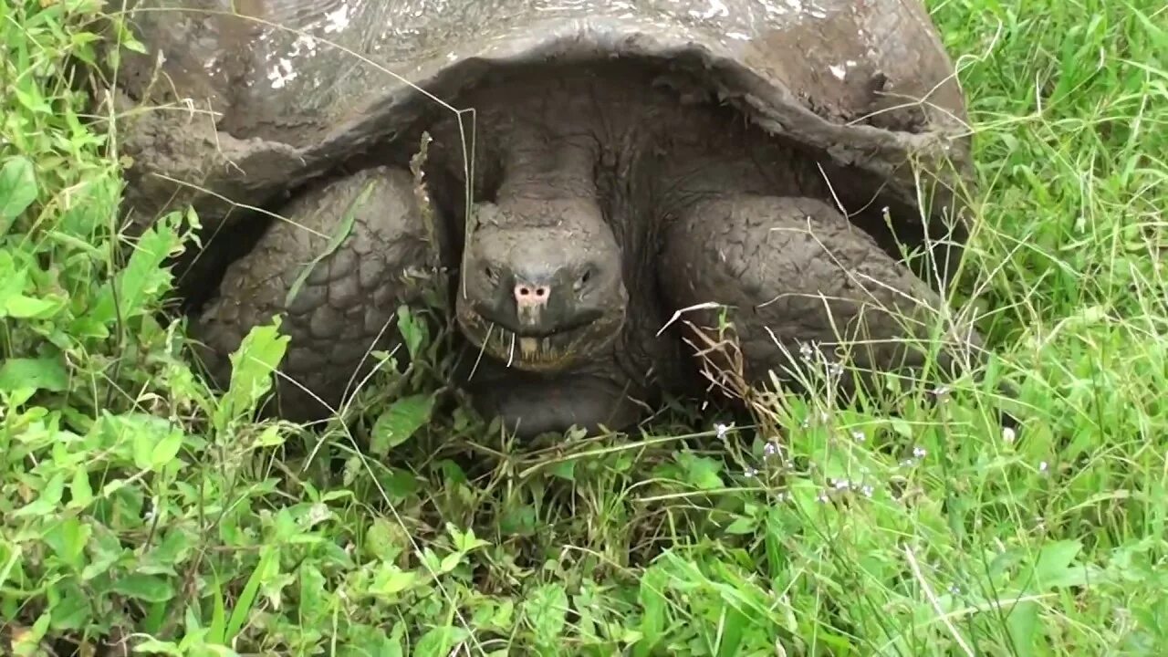 Ютуб черепахи. Санта Крус Галапагосские острова. Санта Крус Галапагосские острова черепахи. Галапагосские черепахи Эквадор. Галапагосская черепаха рост.