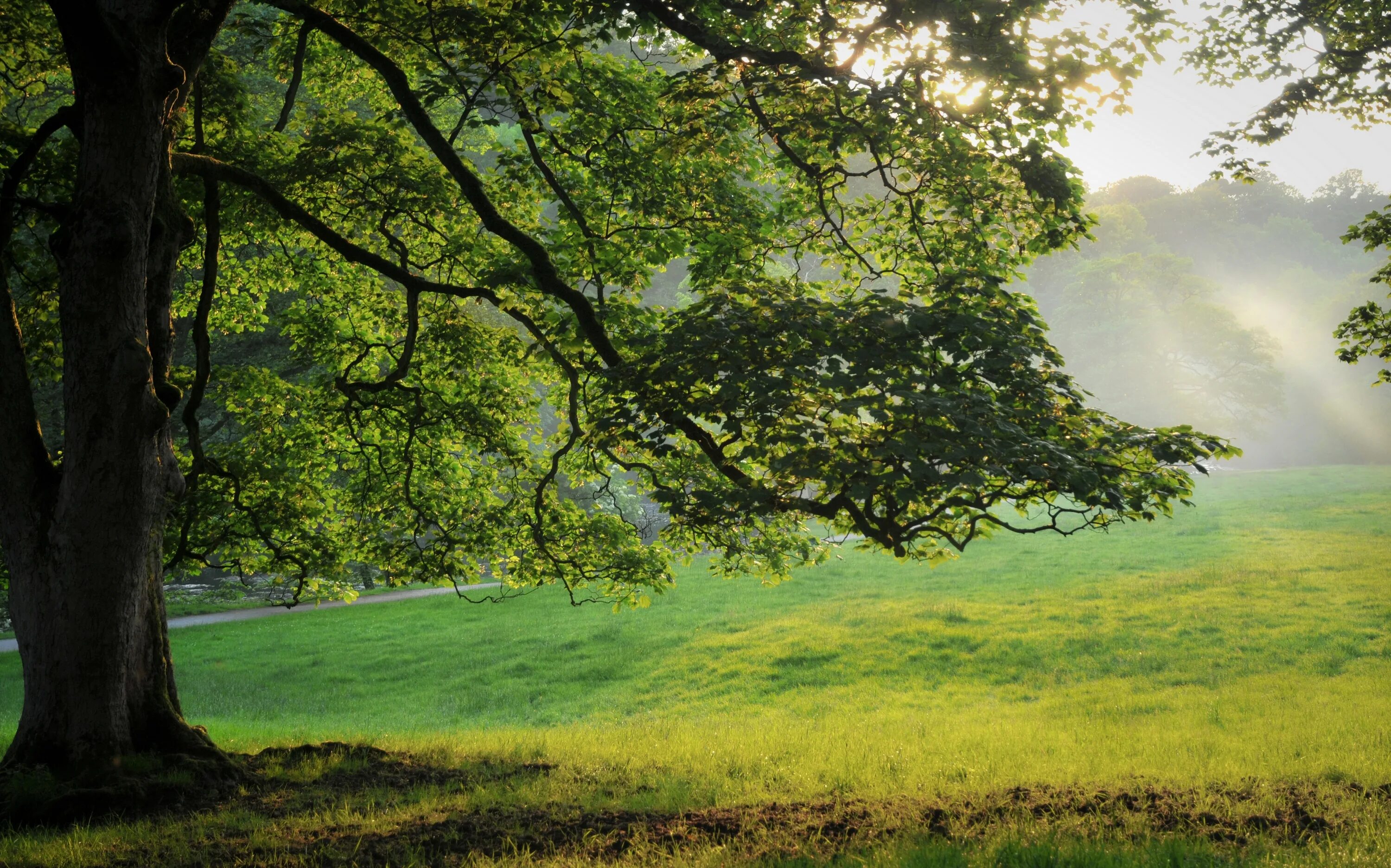 Natural tree. Природа деревья. Пейзаж с деревьями. Красивое дерево. Красивое дерево в лесу.