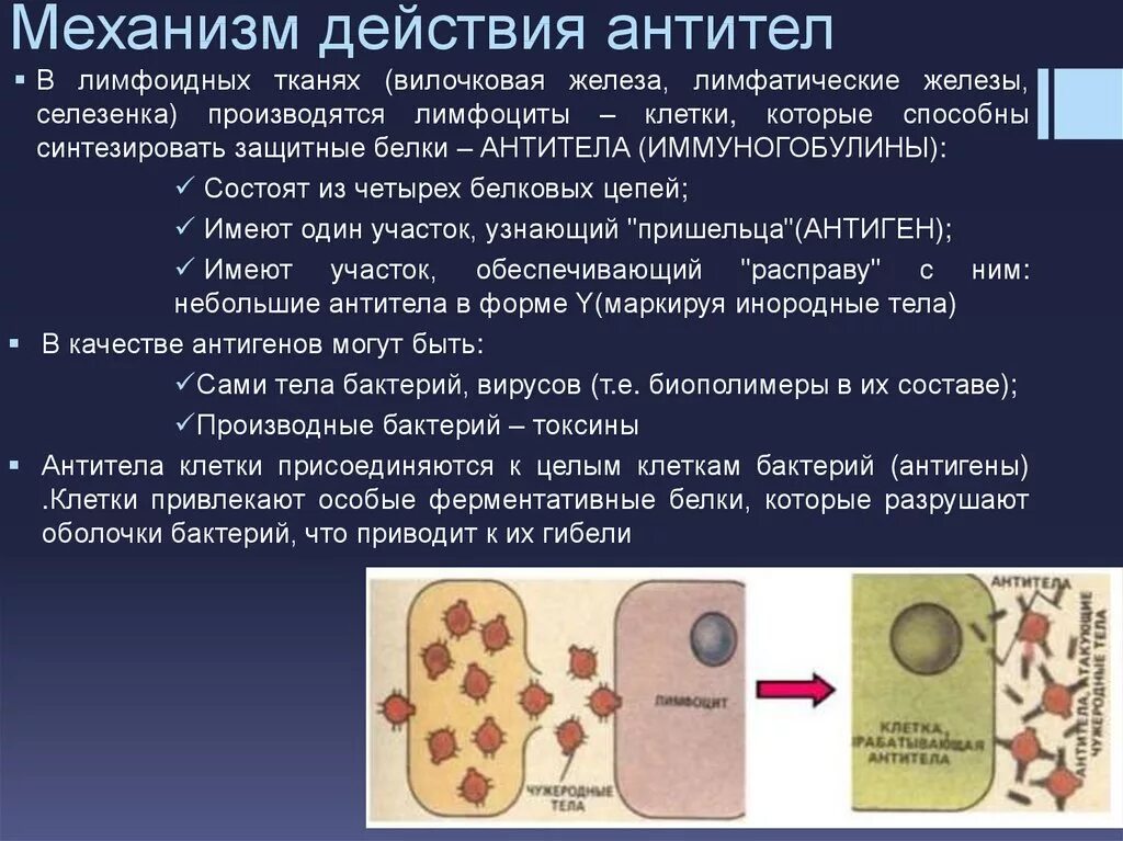 Выработка антигенов. Механизм воздействия антител и антигенов. Механизмы защитного действия антител. Механизм образования антител. Процесс образования антител.