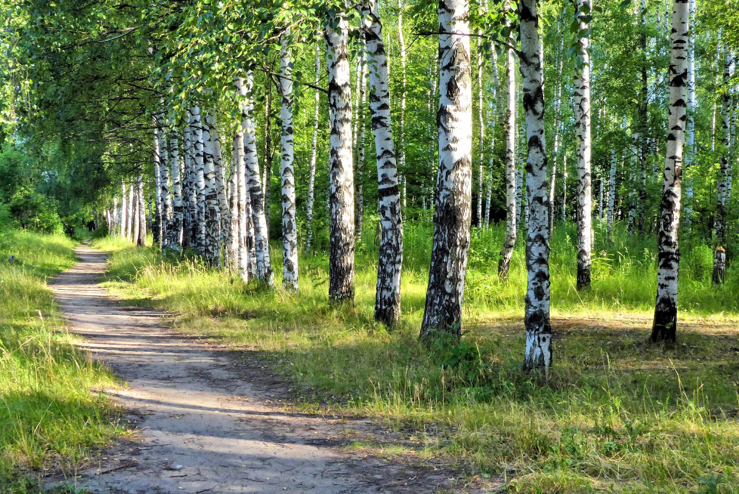 Х березки. Саракташ Березовая роща. Березовая роща Брянск. Березовая роща Яранск. Березовая роща Киров.