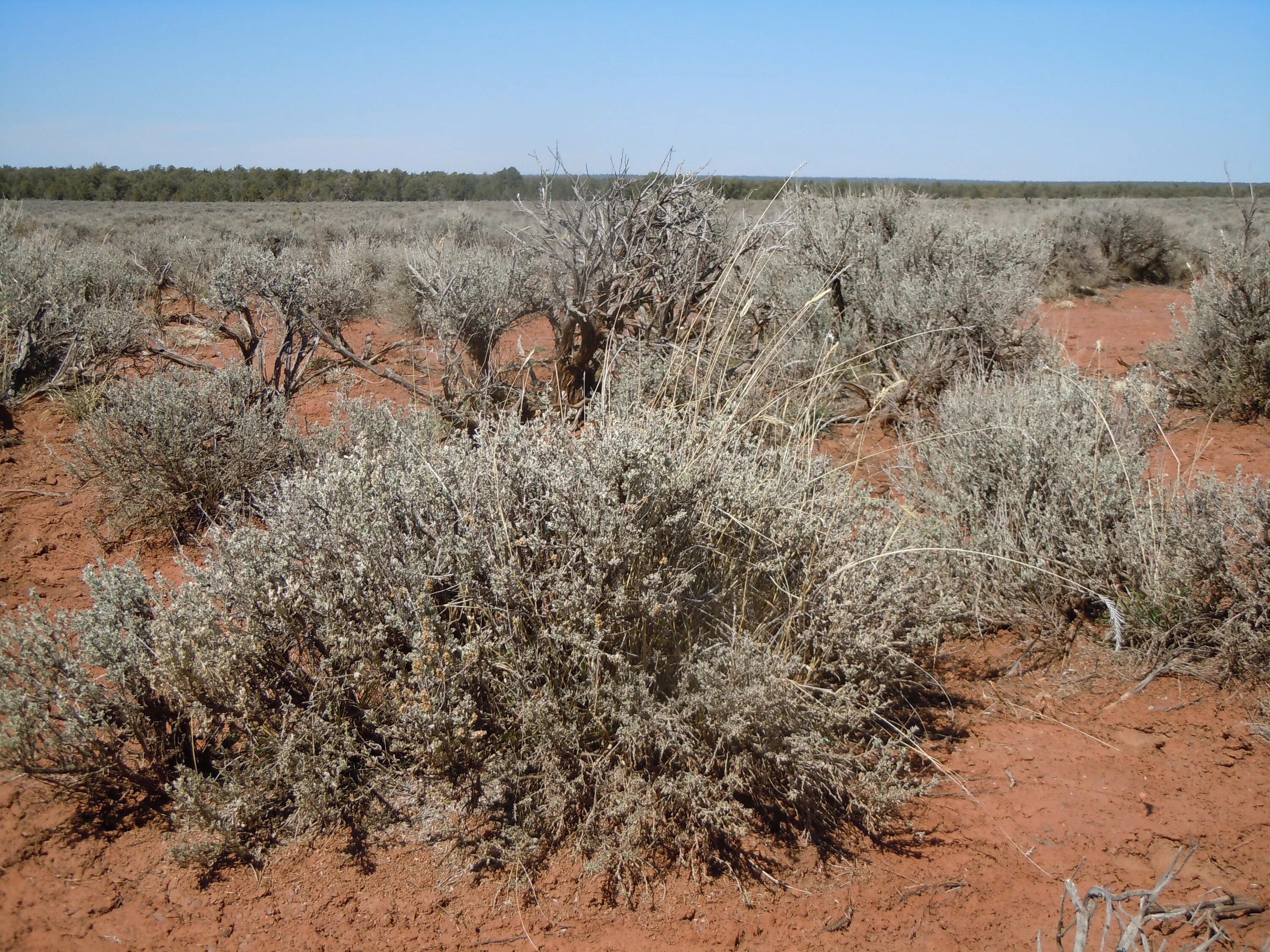 растения степи и полупустыни. полынно-злаковые степи ставропольского края. ковыль и типчак в степи. ковыль сарептский (stipa sareptana). растительность пустынь и полупустынь в россии.