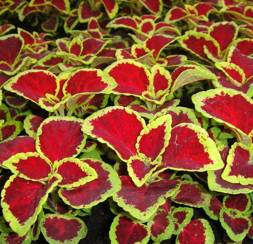 Пестрая масса. Колеус Coleus Wizard Scarlet. Колеус Wizard Scarlet. Колеус Файрвэй Ruby. Колеус Blumei.