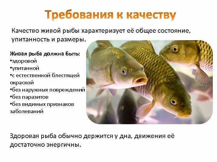 Какая должна быть рыба. Показатели качества живой рыбы. Оценка качества рыбы. Признаки качества рыбы. Оценка качества свежей рыбы.