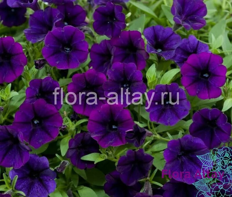 Петуния Littletunia Violet. Петуния Littletunia Purple Blue. Петуния Littletunia Pink Vein. Петуния литлтуния Парпл Блю.