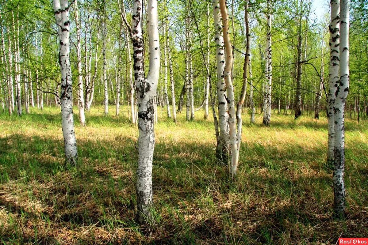 2 березы на холме. Рощица. Колки леса. Спелая рощица. Станция малая рощица Ульяновской области.