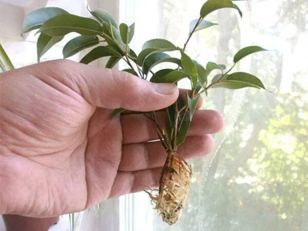 Как размножить фикус бенджамина фото Reprodukce ficus benjamin doma