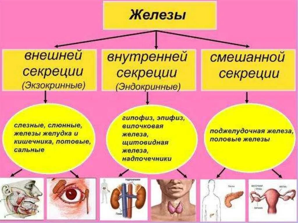 Железы и т д. Железы внутренней секреции 8 класс. Функции желез внешней секреции кратко. Функции желез внешней секреции таблица 8. Железы внутренней секреции человека 8 класс биология.