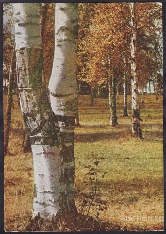 Роще н ф. Роще н ф. Роще н ф. Роще н ф. Роще н ф.