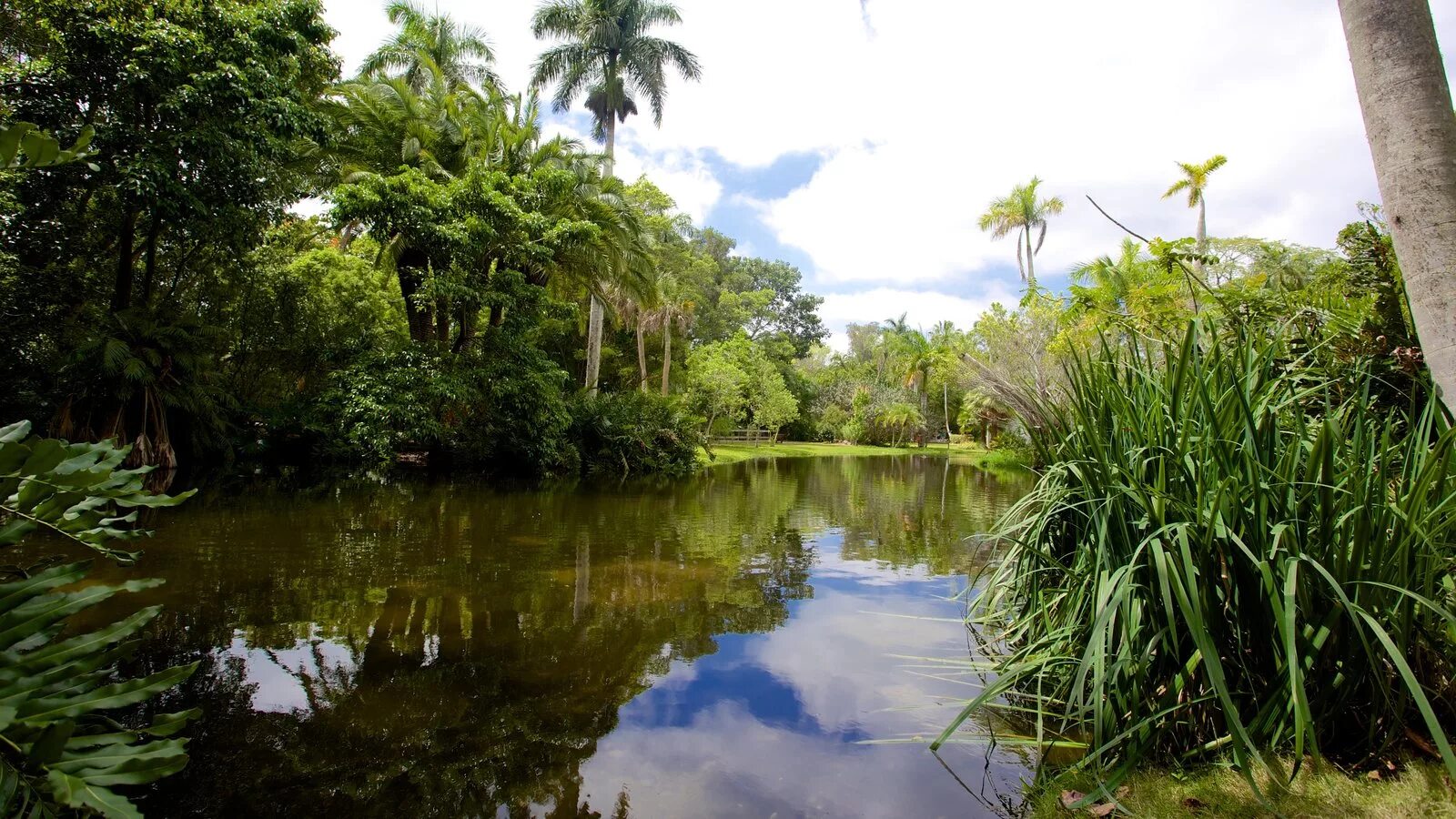 Флорида джунгли. Sarasota Jungle Gardens. Куок Джангл. Сад джунгли