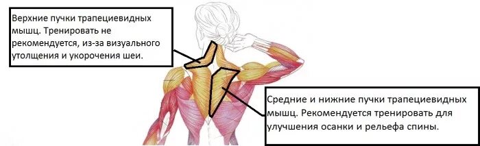 Верхняя трапециевидная. Нижние пучки трапециевидной мышцы. Трапециевидная мышца спины Нижний верхний и средний пучок. Верхний пучок трапециевидной мышцы упражнения. Трапециевидная мышца спины верхний пучок.