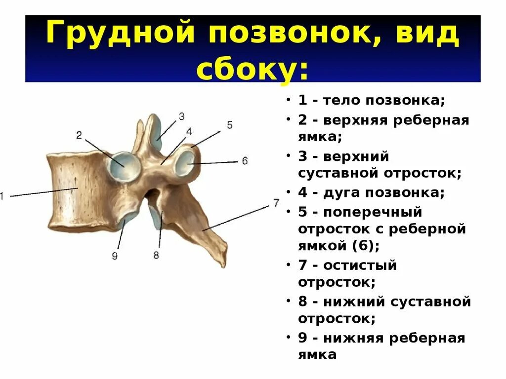 Грудной позвонок характеристика. Строение грудного позвонка вид сбоку. Поясничный позвонок вид сбоку и сверху. Строение поясничного позвонка вид сбоку. Поясничный позвонок строение сбоку.