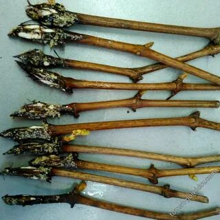 Черенок винограда 5 букв на ч сканворд