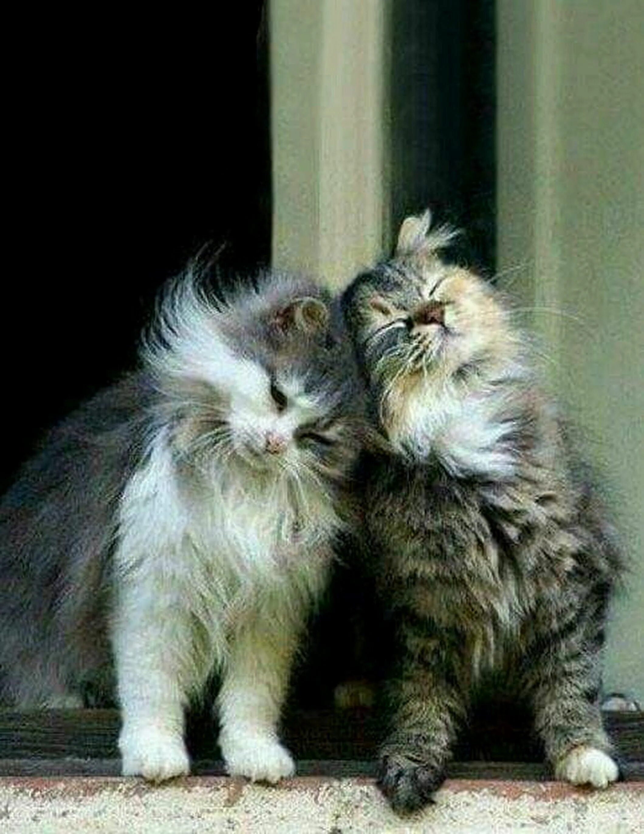 Кошечки любовь. Влюбленные кошки. Любовь котов. Влюбленный котенок. Кошки вместе.