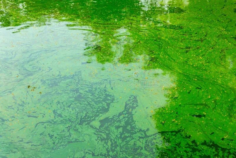 Зеленая вода в озере. Водоросли в озере. Водоросли текстура. Сине зеленая вода. Водоросли озерные высокое качество.