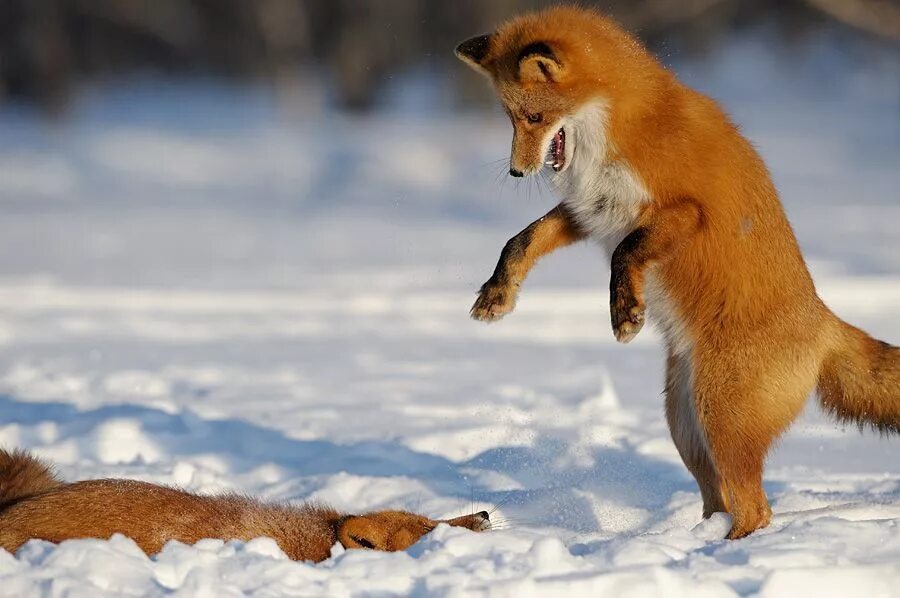 Foxes amazing. Шпиленок Лис. Шпиленок Лисенок.