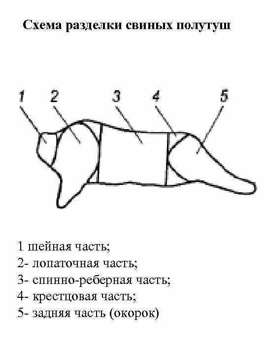 Схема разделки туши свиньи. Схема разделки свиных полутуш для производства продуктов. части разделанной туши свинины схема. схема сортовой разрубки свиней. разруб свинины схема 3 части.