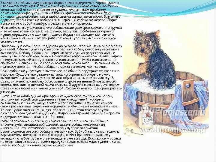 Содержание йорка. Список для йорка. мой верный друг йоркширский терьер. что нужно для щенка йорка в квартире. необходимое для щенка йорка.