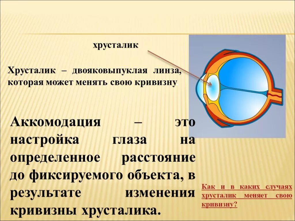 Практическая работа принцип работы хрусталика биология. Хрусталик глаза вид спереди. Двояковыпуклый хрусталик. Орган зрения и зрительный анализатор 8 класс. Линзовидный хрусталик.